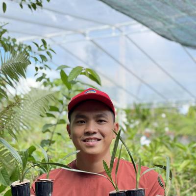 Chà là mô Barhee Vàng